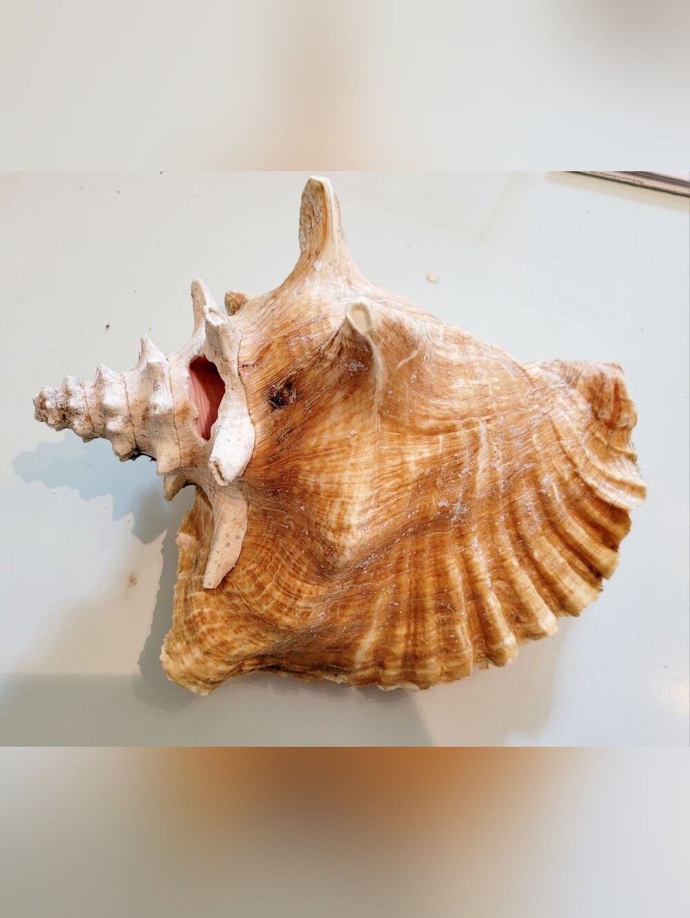 Natural Large Queen Conch Shell - Warm Tan & Cream Tones. 11" Long